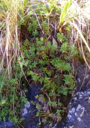 Veronica linifolia. Habit. Arthur's Pass, Canterbury.
 Image: P.J. Garnock-Jones © P.J. Garnock-Jones CC-BY-NC 3.0 NZ